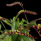 Bulbophyllum aff. falcatum 'mini' (miniatural form)
