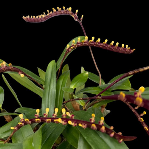 Bulbophyllum aff. falcatum 'mini' (miniatural form)