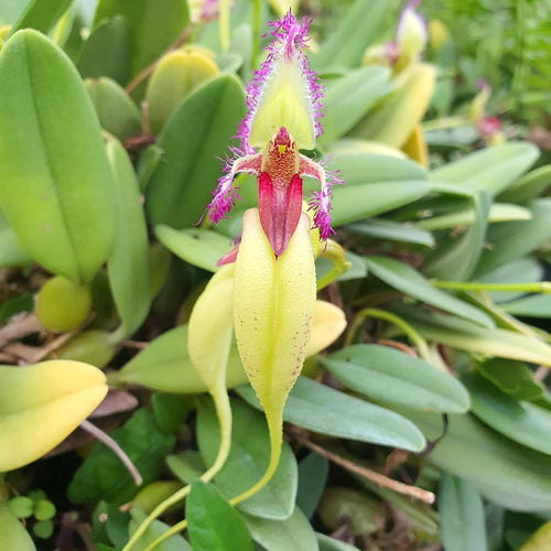 Bulbophyllum fascinator var. semi-alba
