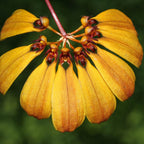 Bulbophyllum mastersianum