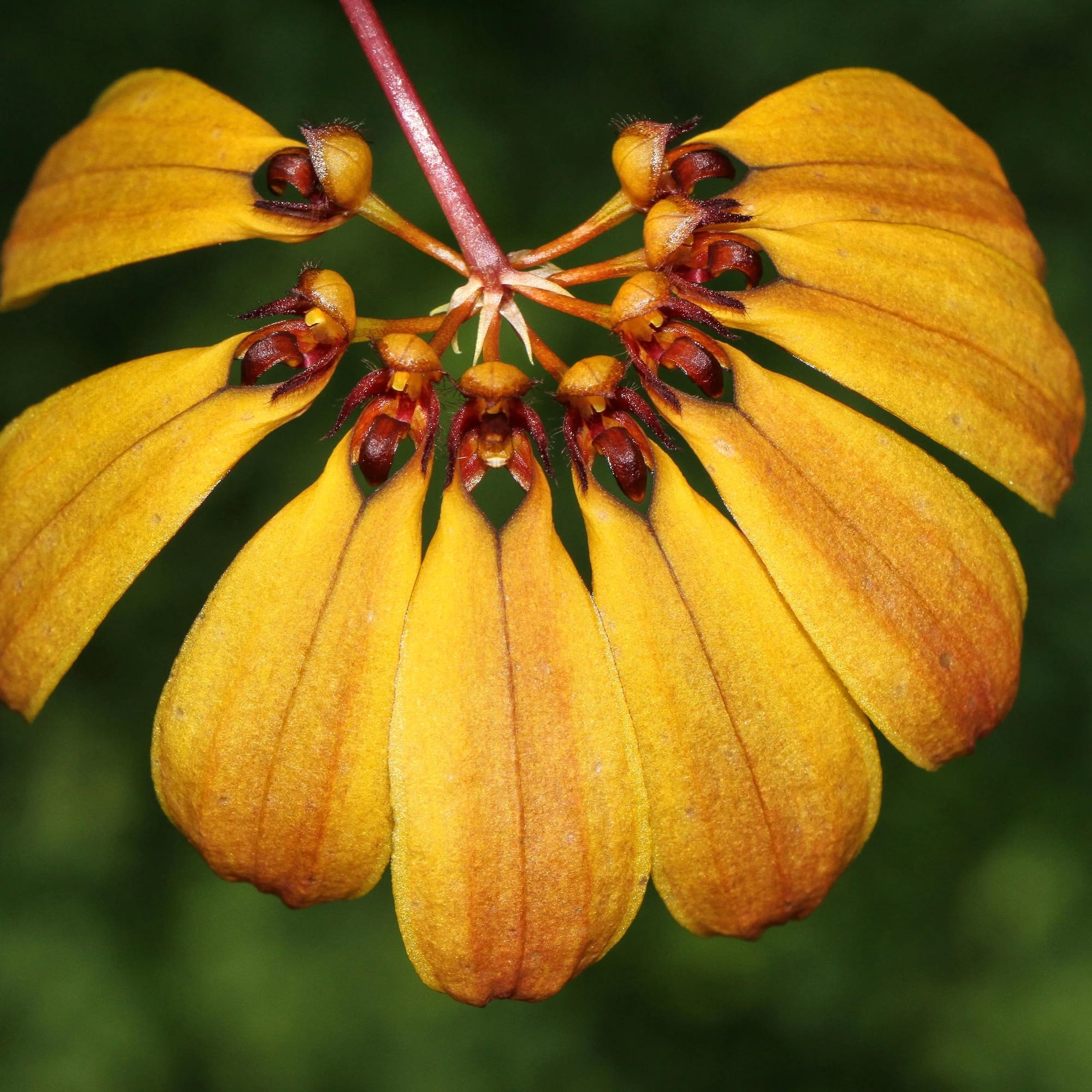 Bulbophyllum mastersianum