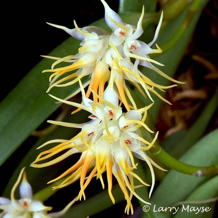 Bulbophyllum odoratissimum