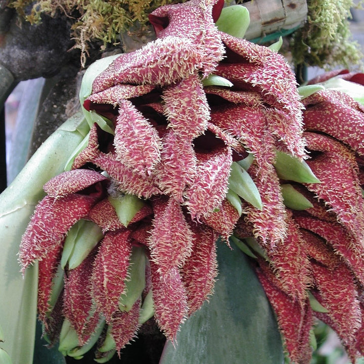 Bulbophyllum phalaenopsis