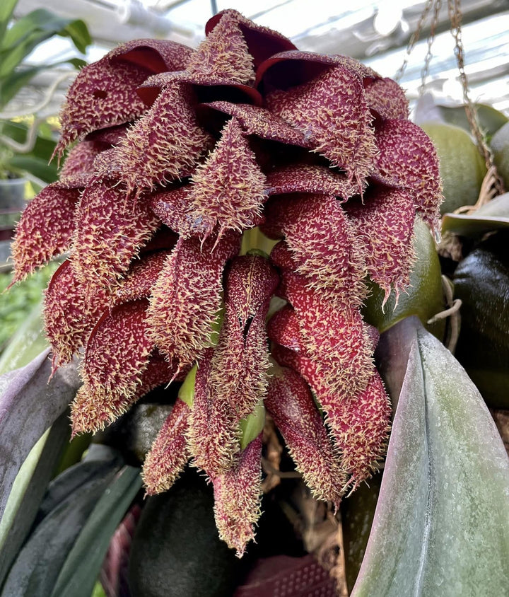 Bulbophyllum phalaenopsis