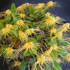 Bulbophyllum vaginatum