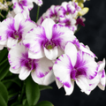 Dendrobium Burana Paragon 'Hópehely'