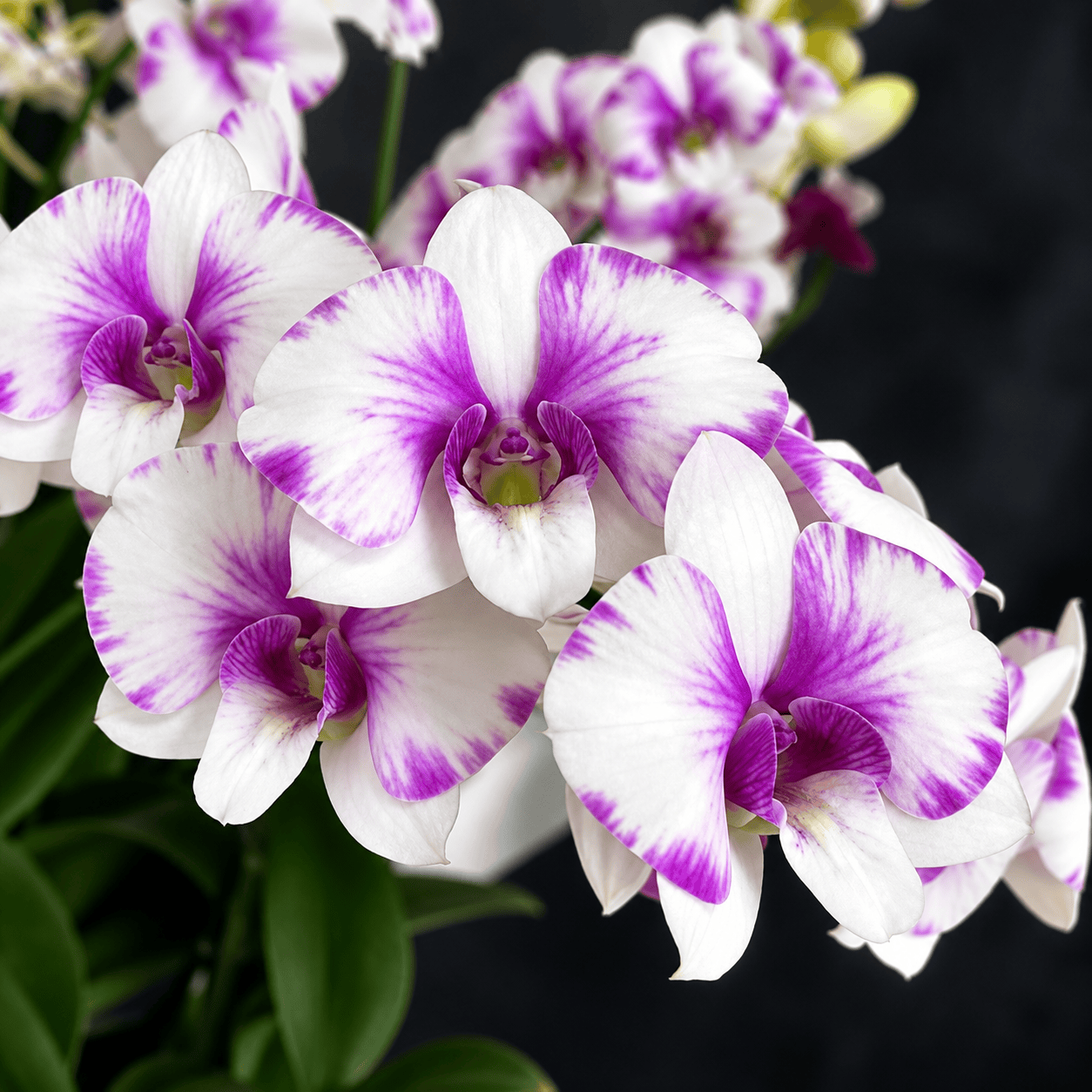 Dendrobium Burana Paragon 'Hópehely'