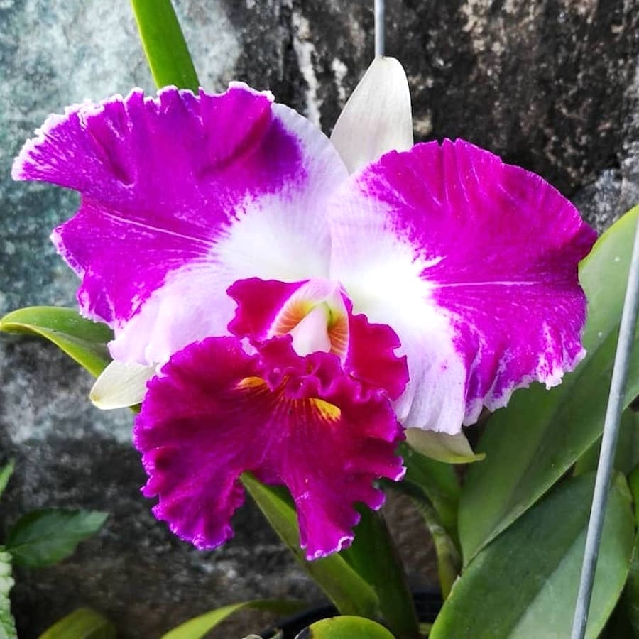 Cattleya Chan Hsiu Jewel profumata