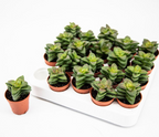 Crassula Springtime D5