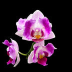 Phalaenopsis Pink Sunset Girl (peloric)