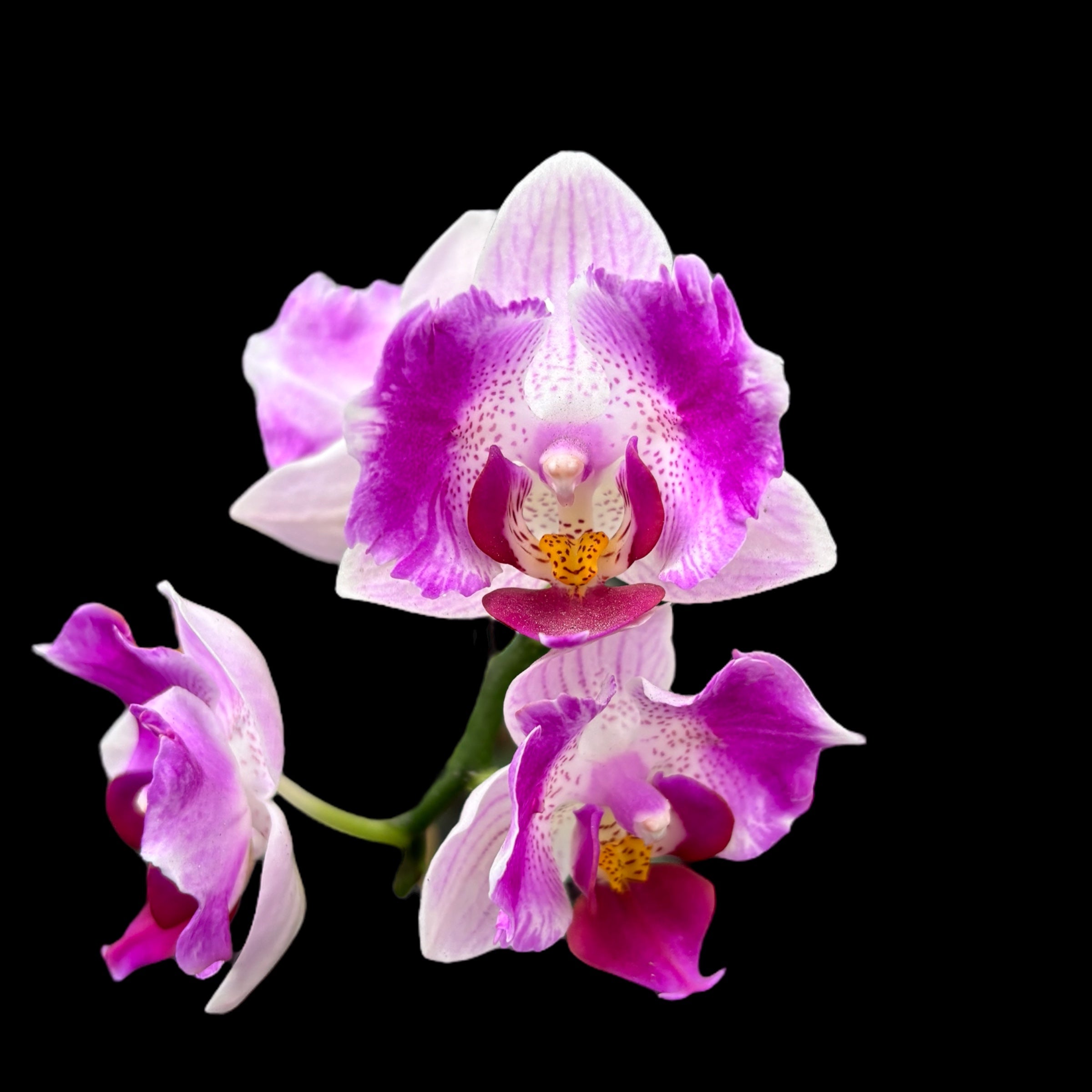 Phalaenopsis Pink Sunset Girl (peloric)