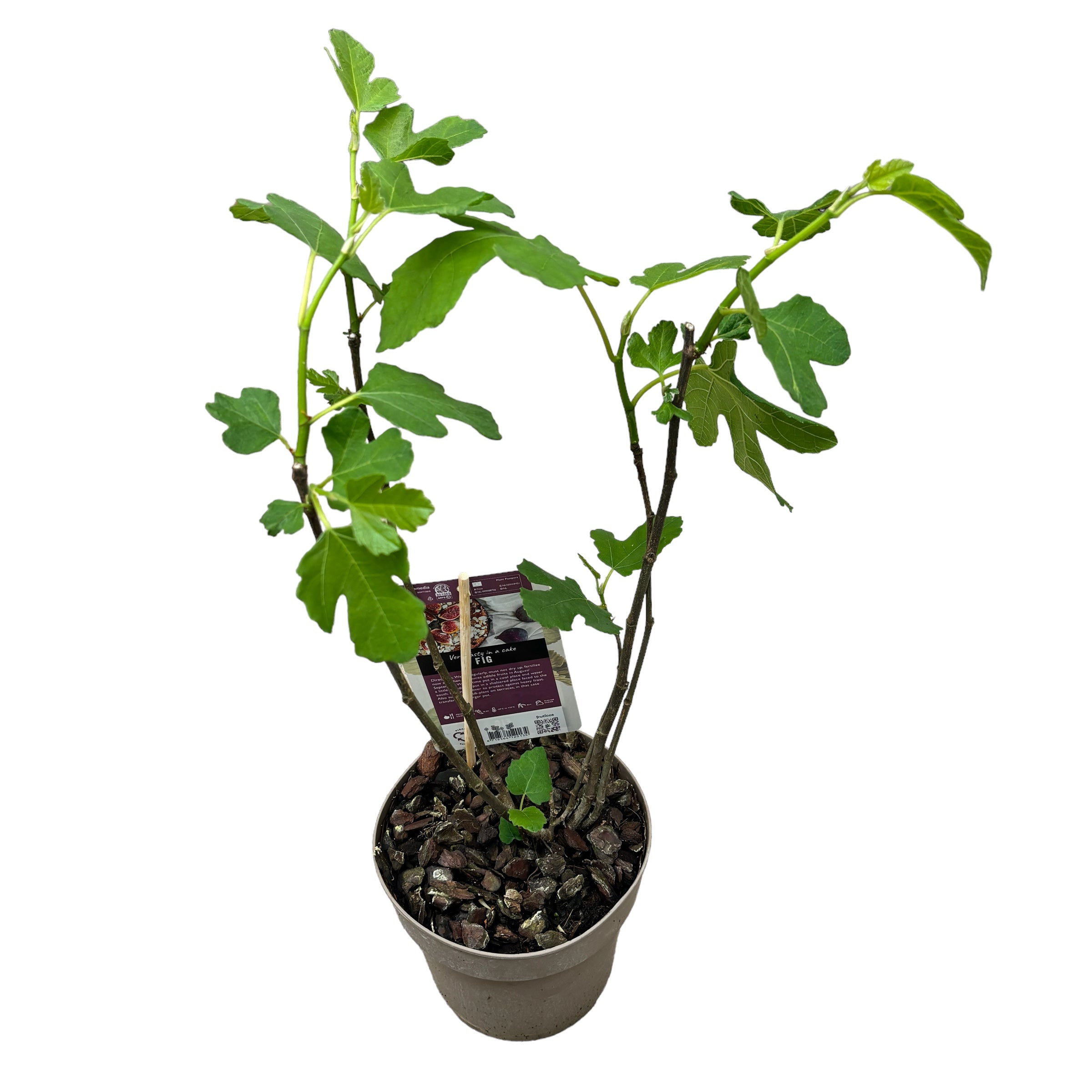 Figa - Ficus carica 'Panache' (owoce pstre)