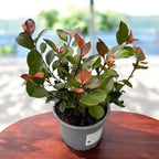 Photinia x fraseri 'Little Red Robin' - kompakt cserje élénkvörös lombbal