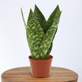 Sansevieria ‘Jamaiquina Queen’
