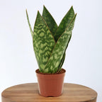 Sansevieria ‘Jamaiquina Queen’
