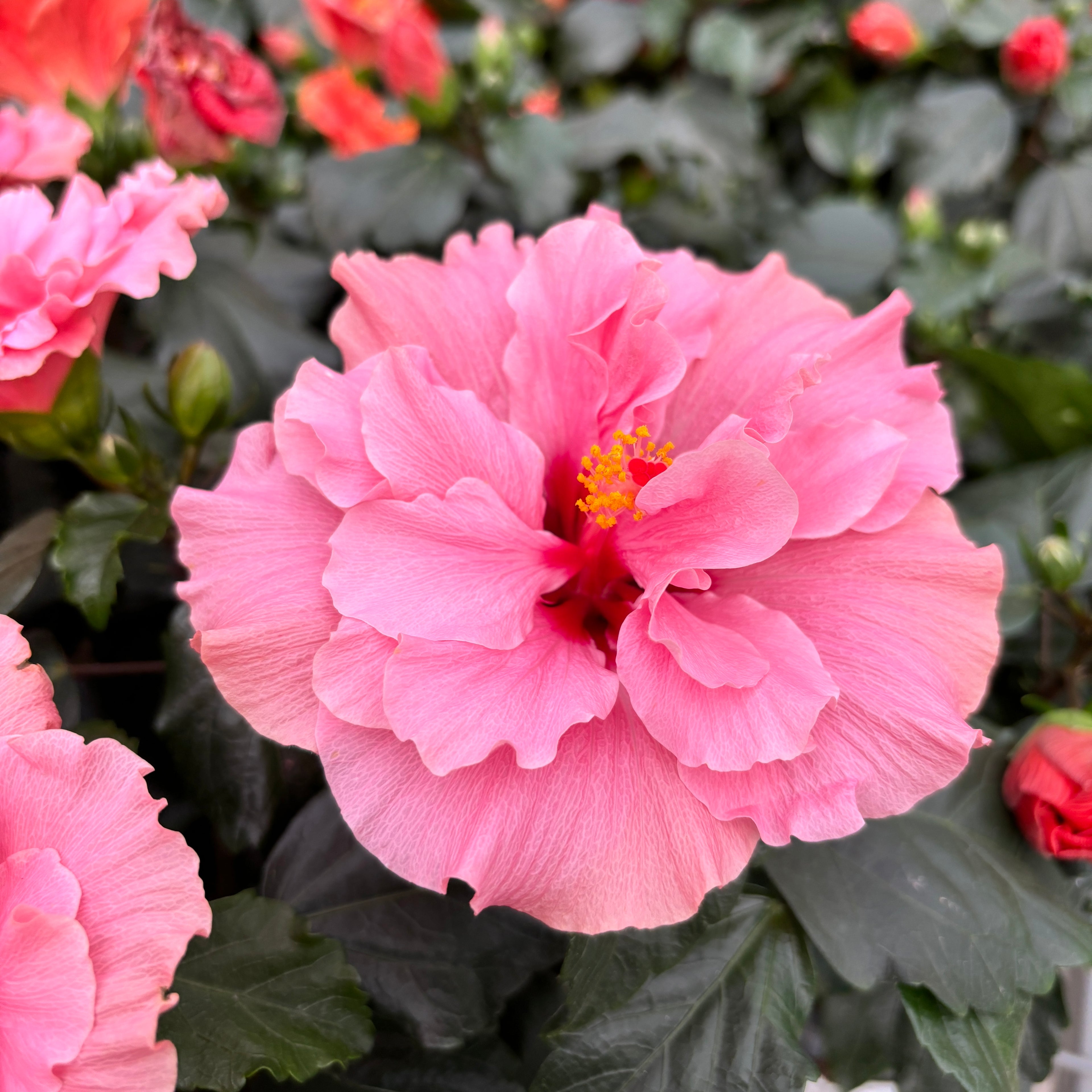 Hibiscus Adonicus 'Double Rosa' - kaksinkertaiset XL-kukat (1 kasvi/ruukku)