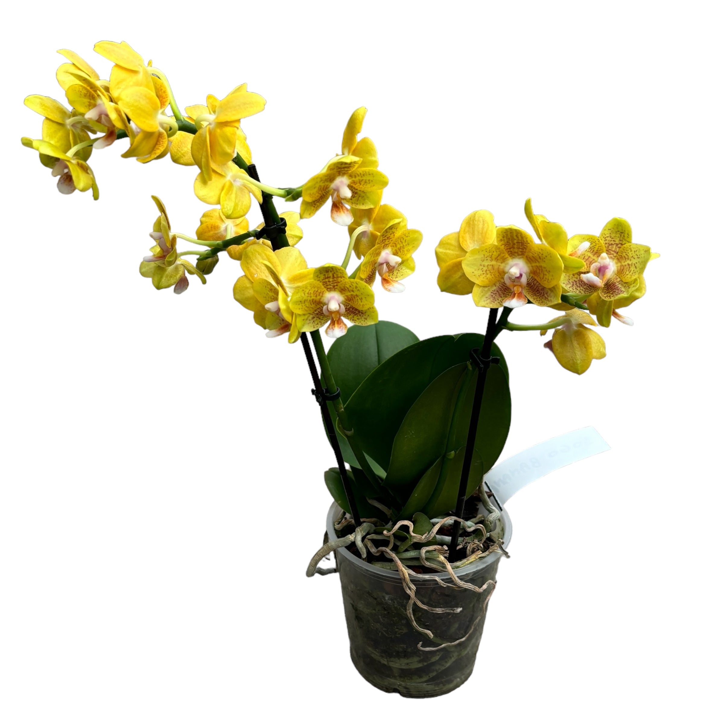 Phalaenopsis ‘Allura Catherine’ parfumat