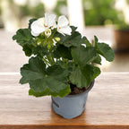 Pelargonium zonale ‘Moonlight® Sailing’ - muscata eleganta cu inflorire bogata