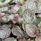 Episcia Shimmering Silver