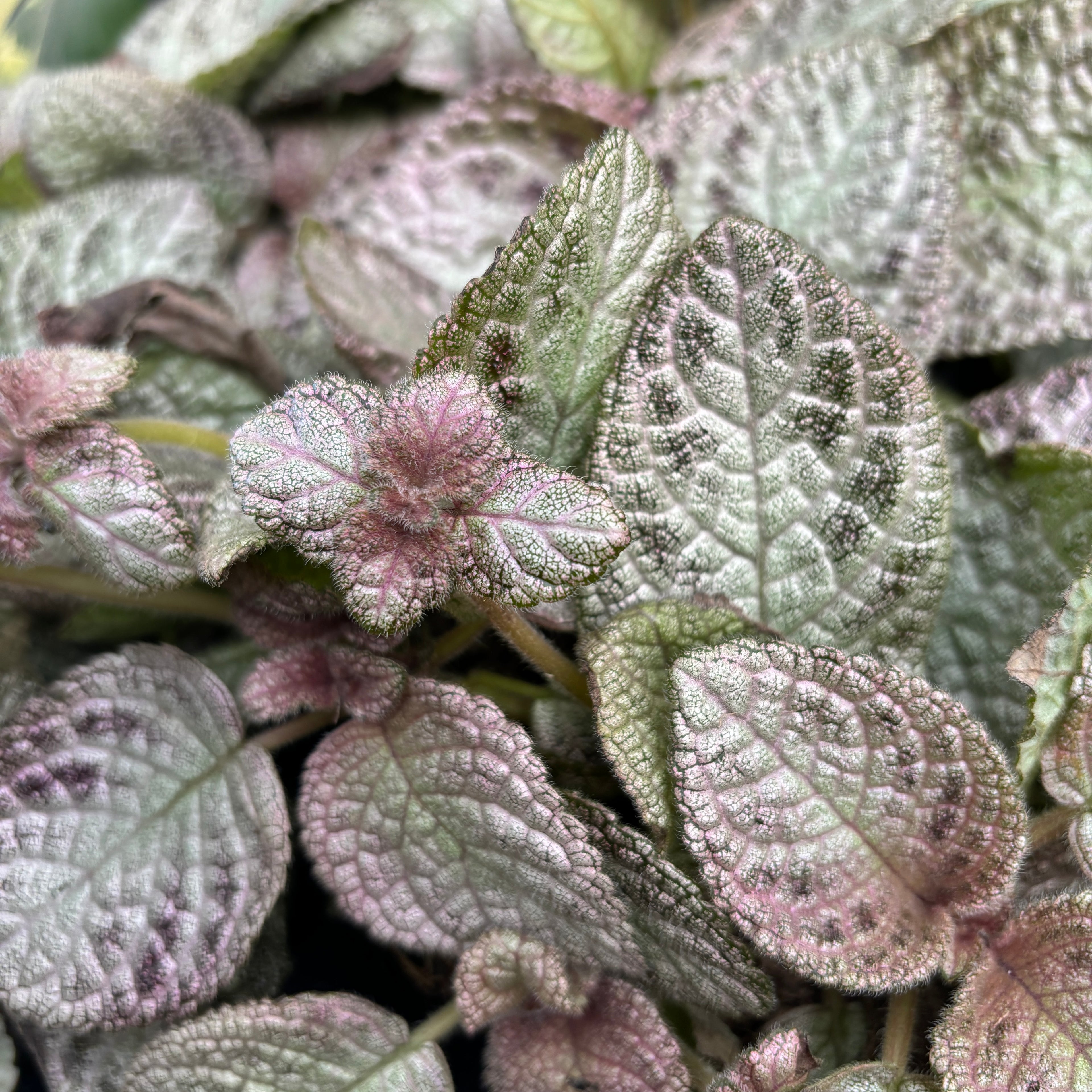 Episcia Shimmering Silver