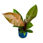 Philodendron Prinz von Orange