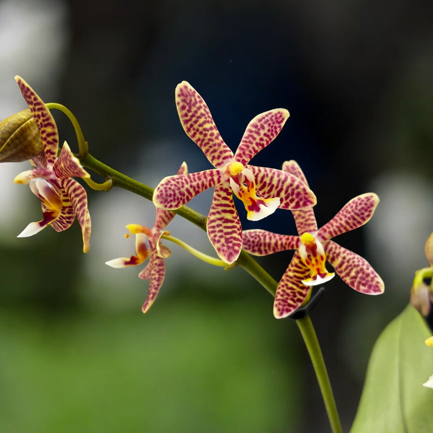 Phalaenopsis Bronze Maiden (schilleriana × mannii 'Black')