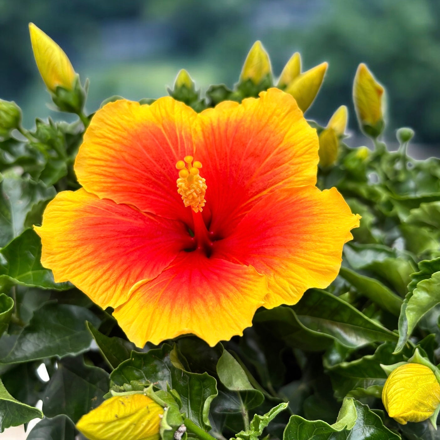 Hibiskus rosa-sinensis ‘Salsa’ - 4 rastline/črepnik (primerki xxl)