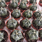 Echinocereus knippelianus - compact cactus with pink flowers
