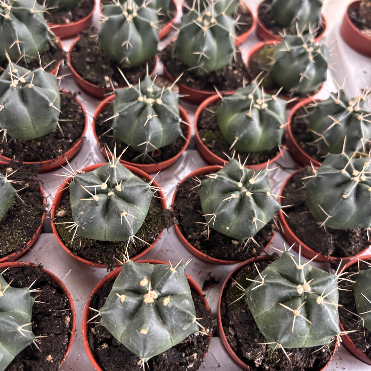 Echinocereus knippelianus - compact cactus with pink flowers
