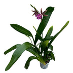 Wilhelmara Shelob-Marie Elle - fragrant