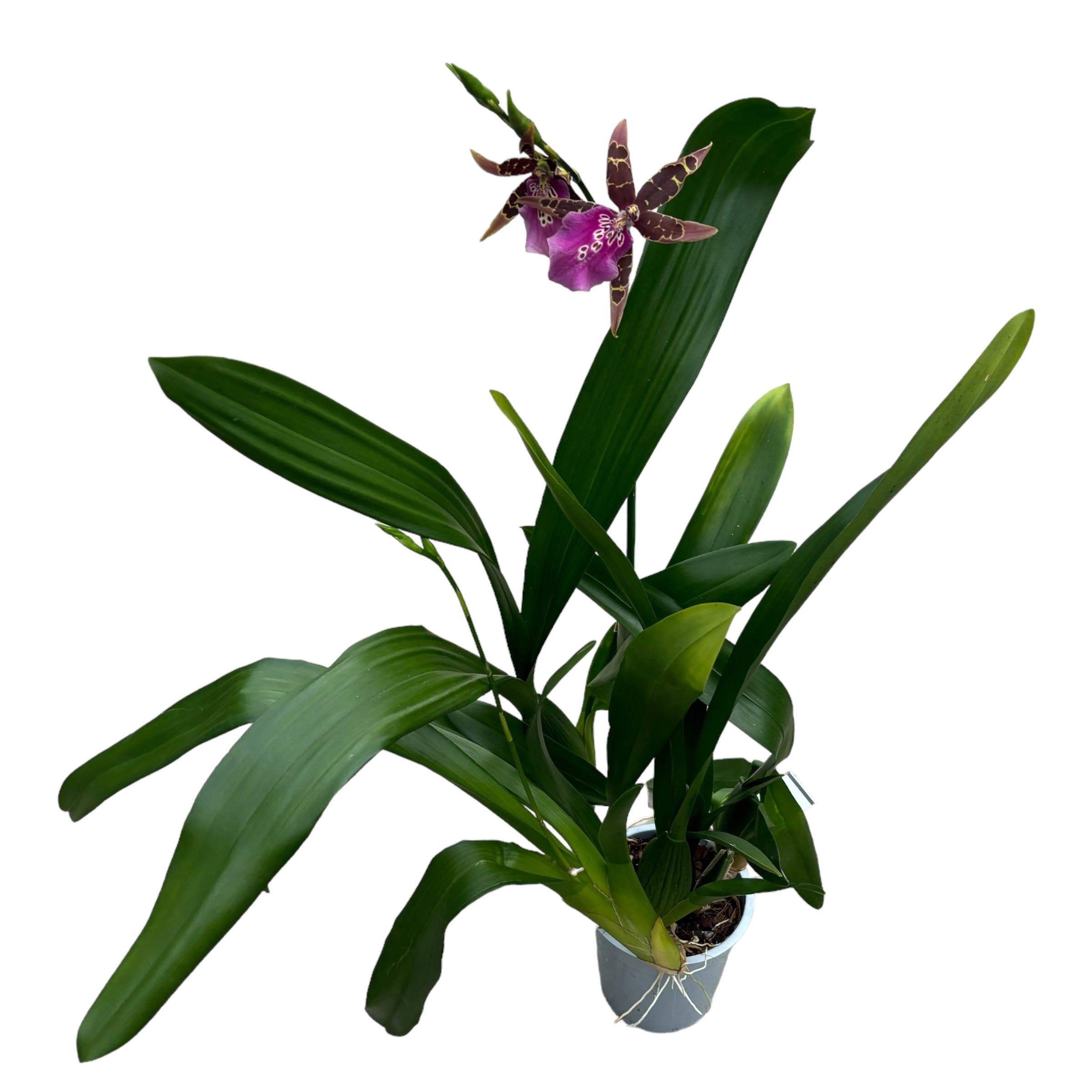 Wilhelmara Shelob-Marie Elle - fragrant