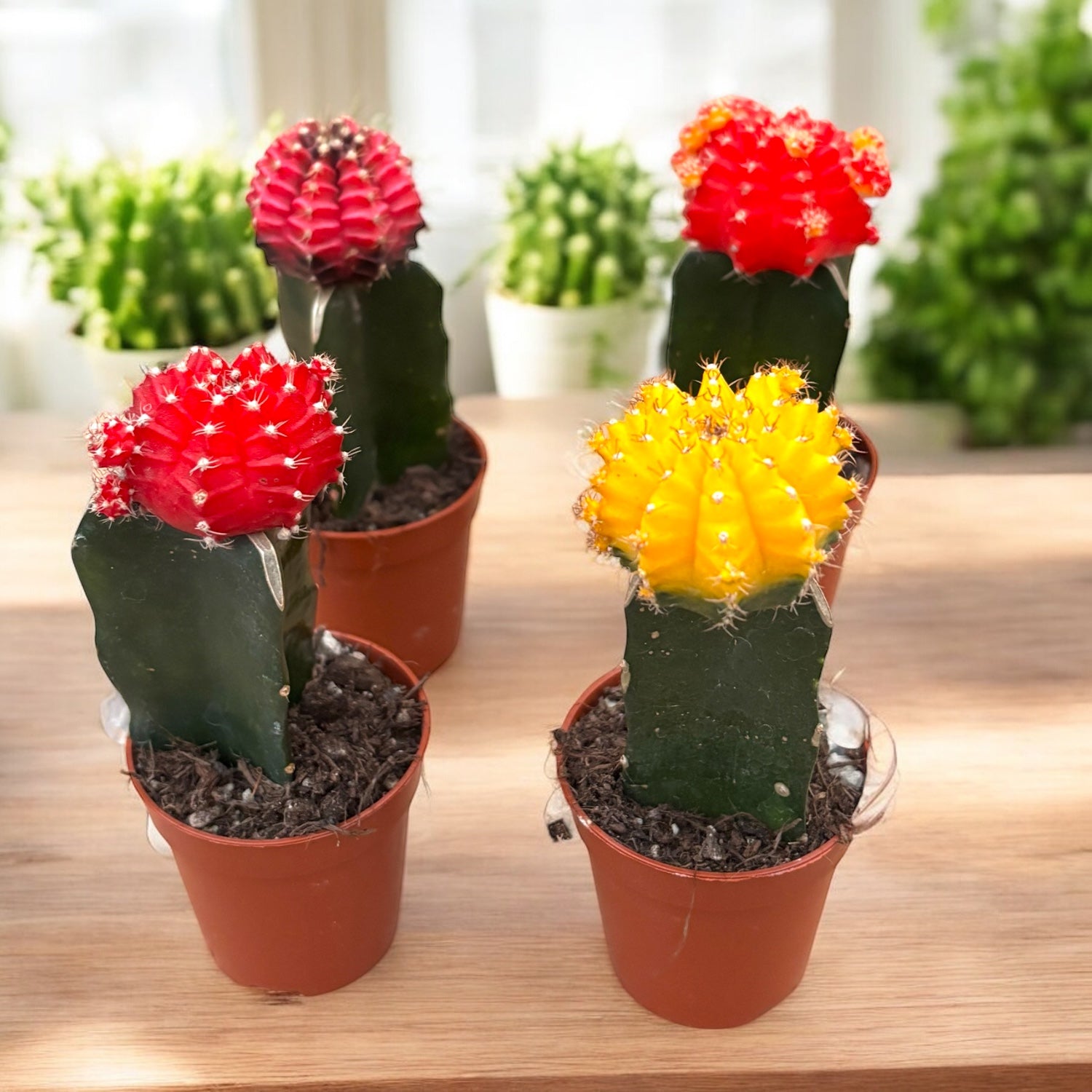 Gymnocalycium mini - Cactusi altoiti colorati