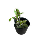 Chysis bractescens *parfumat