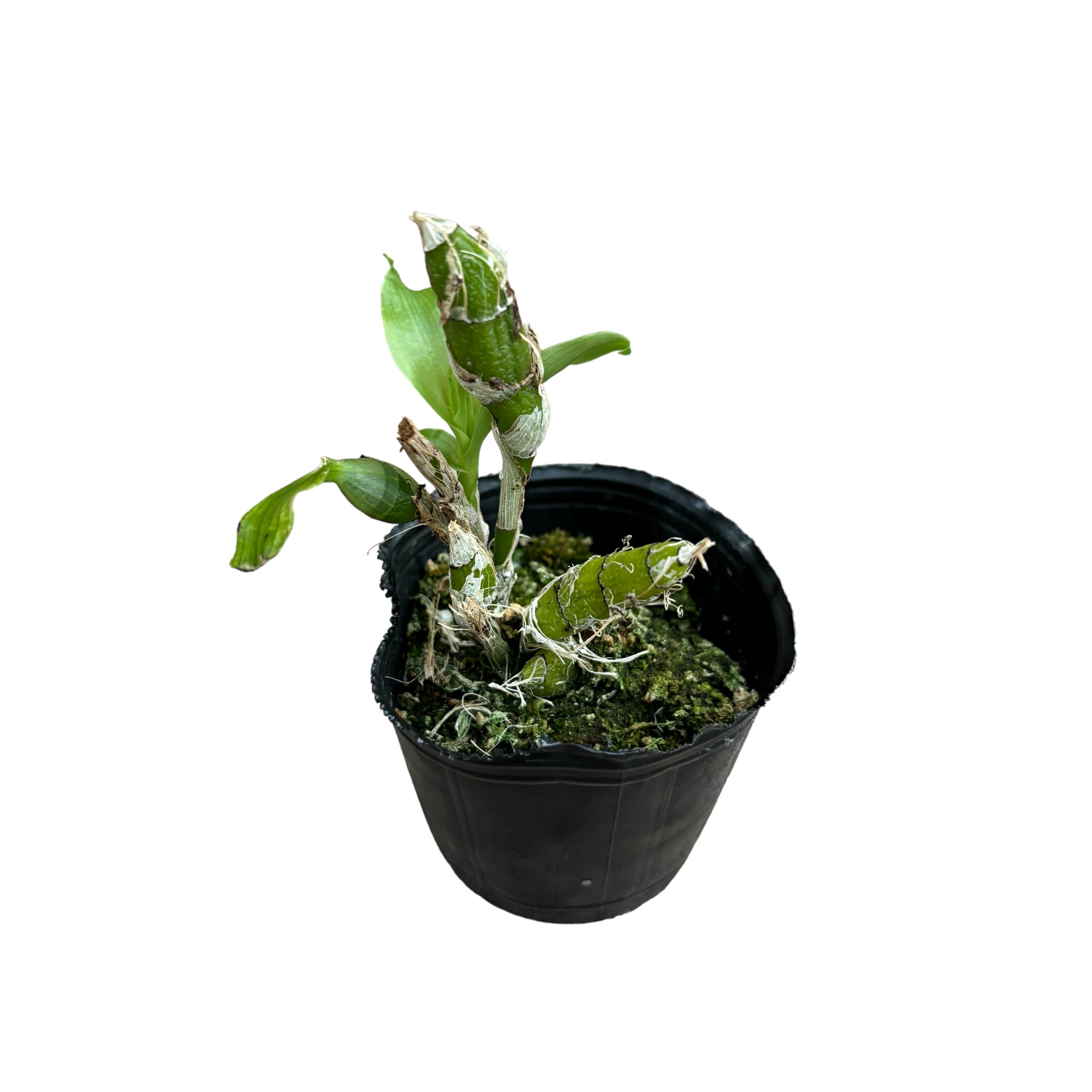 Chysis bractescens *parfumat