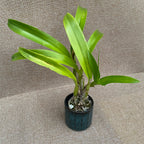 Lcr. Village Chief Parfum