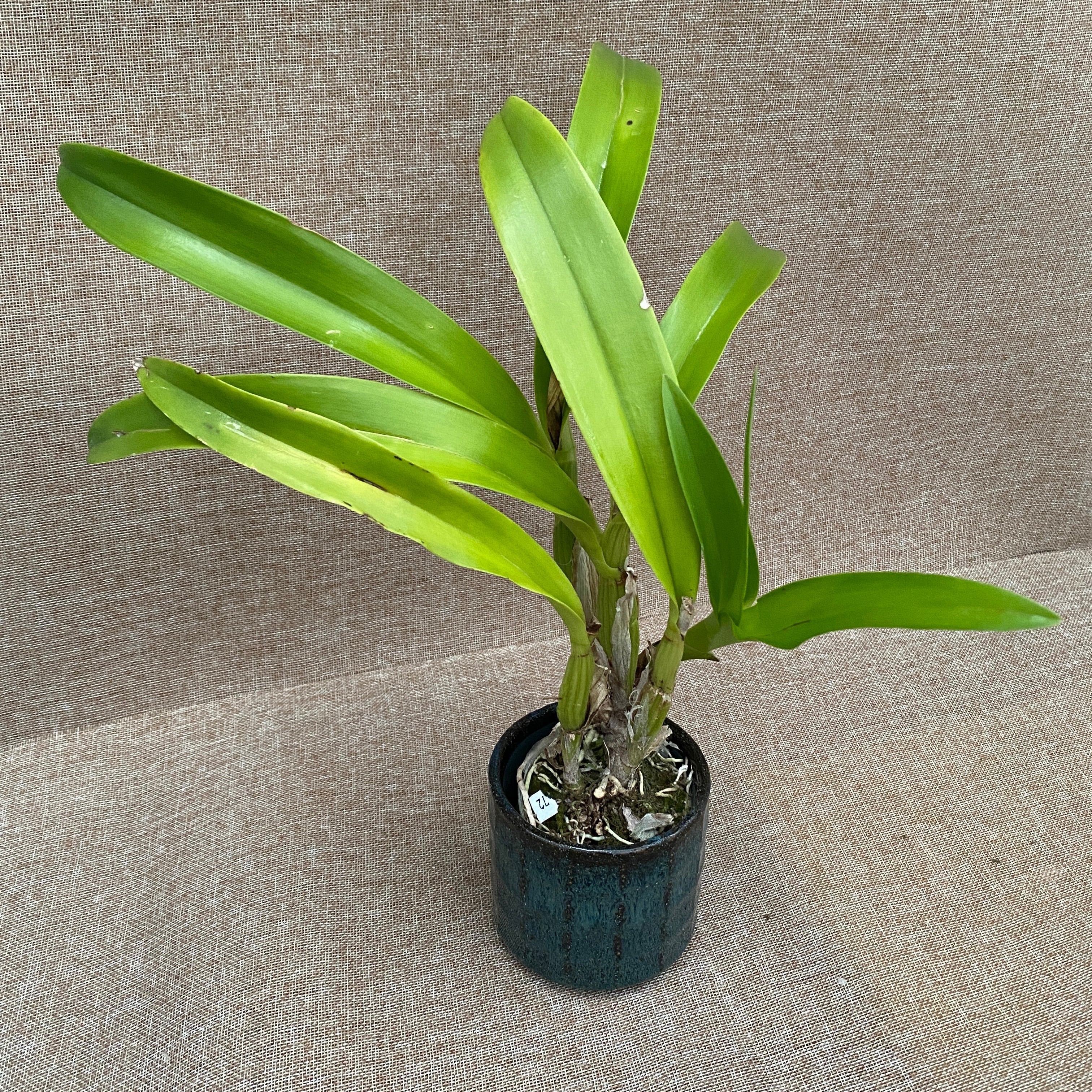 Lcr. Village Chief Parfum