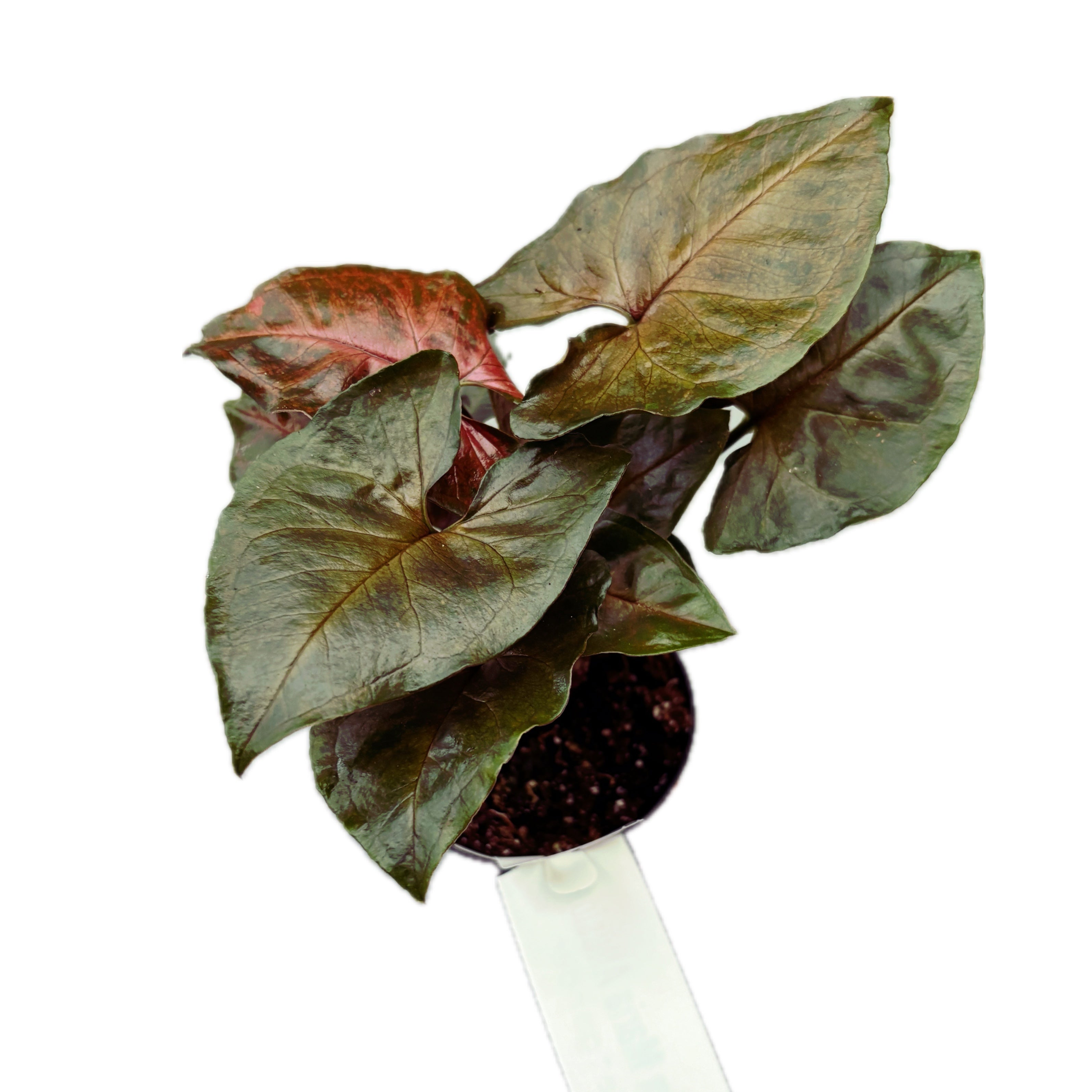 Syngonium Maria Allusion (babyplant)