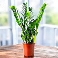 Planta eterna – Zamioculcas zamiifolia, decor modern cu intretinere minima