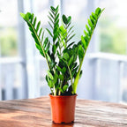 Planta eterna – Zamioculcas zamiifolia, decor modern cu intretinere minima