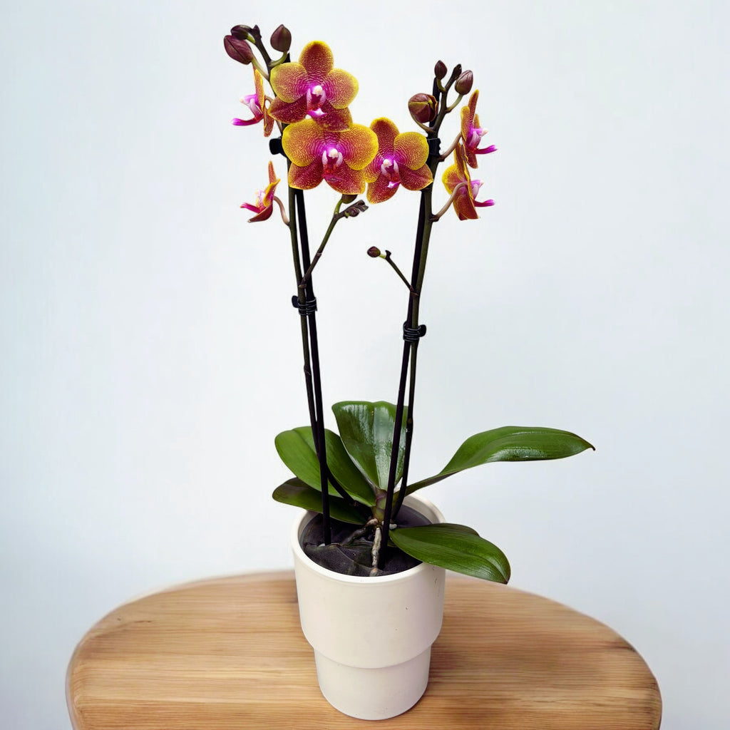 Phalaenopsis Sogo Lawrence - voňavý