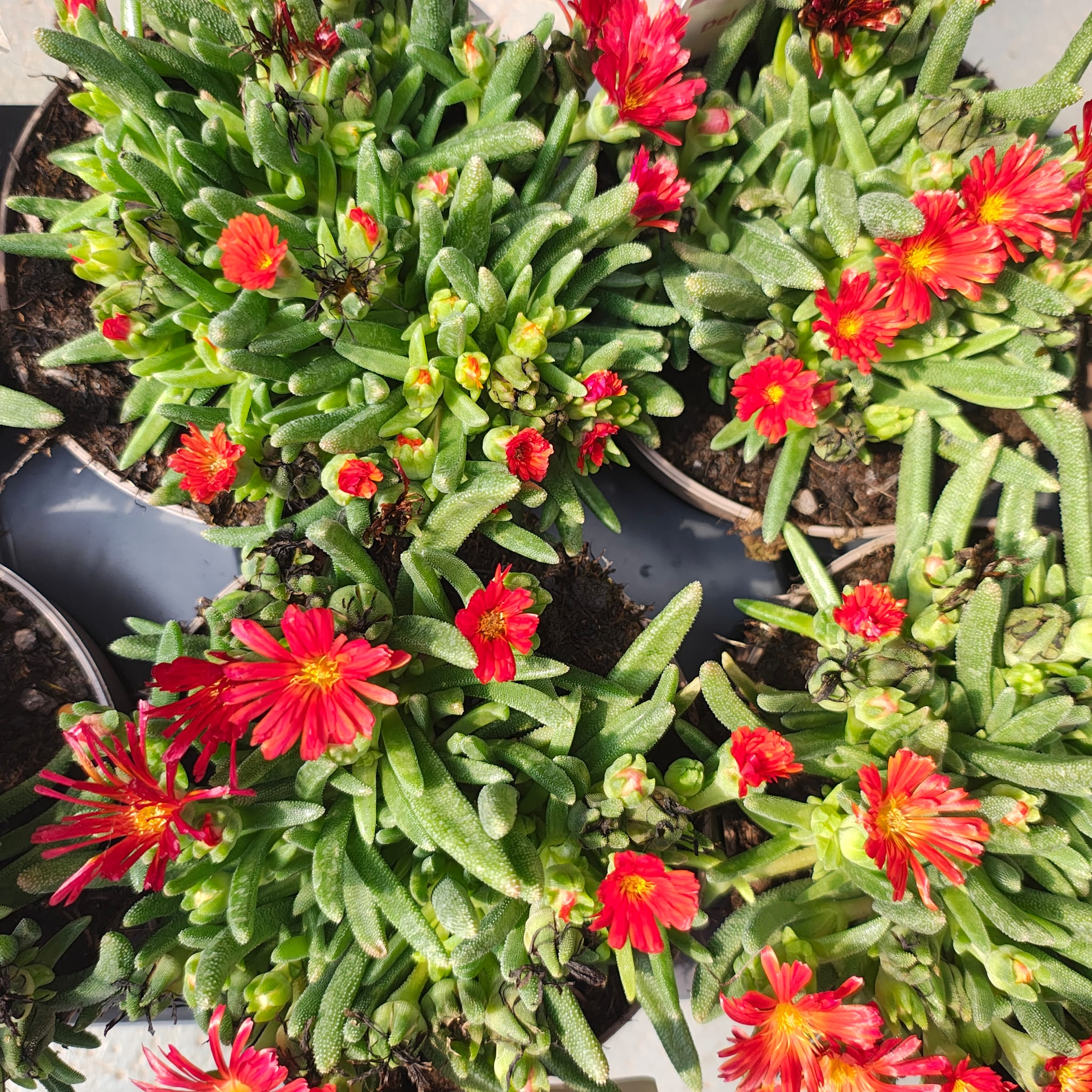 Delosperma cooperi 'Jewel of Desert Garnet' – die spektakuläre Eisblume