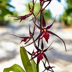 Wilhelmara Pinot Princess