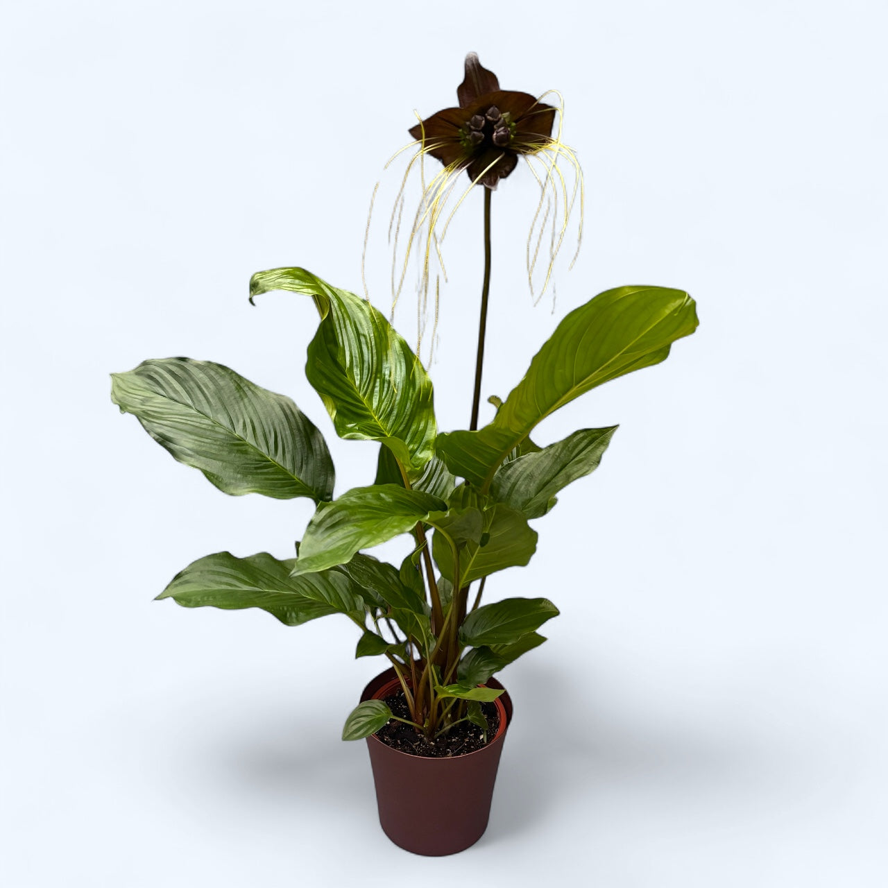 Tacca chantrieri – floarea-liliac negru, o raritate tropicala spectaculoasa