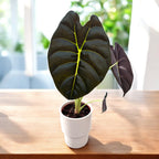 Alocasia ‘Golden Bone’ – zlati listi s tropskimi odsevi