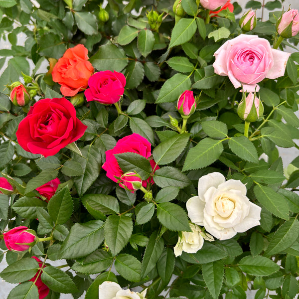 Dwarf garden roses (3 plants/pot)