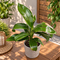 Cordyline fruticosa ‘Marshmallow Queen’ - tropické panachované listy