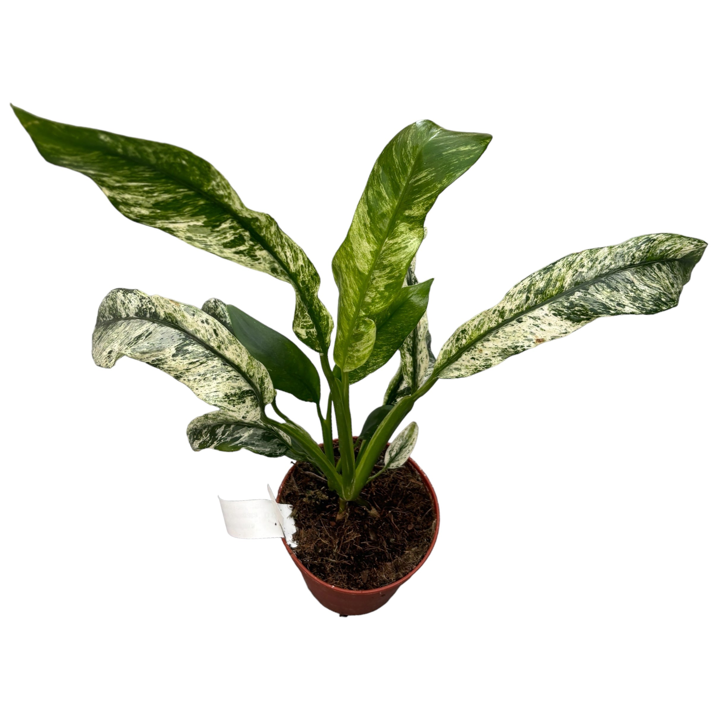 Rhaphidophora puberula 'Variegata' (RPV02)