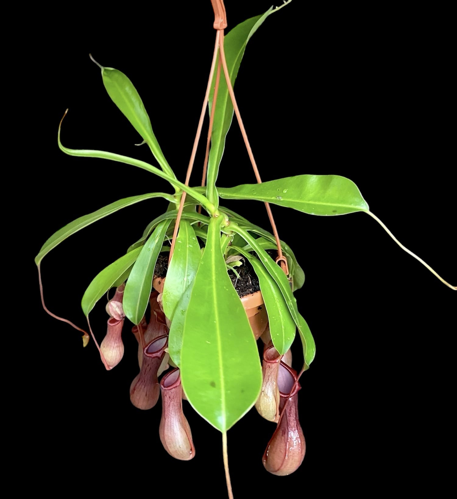 Nepenthes Alata - O planta carnivora spectaculoasa!