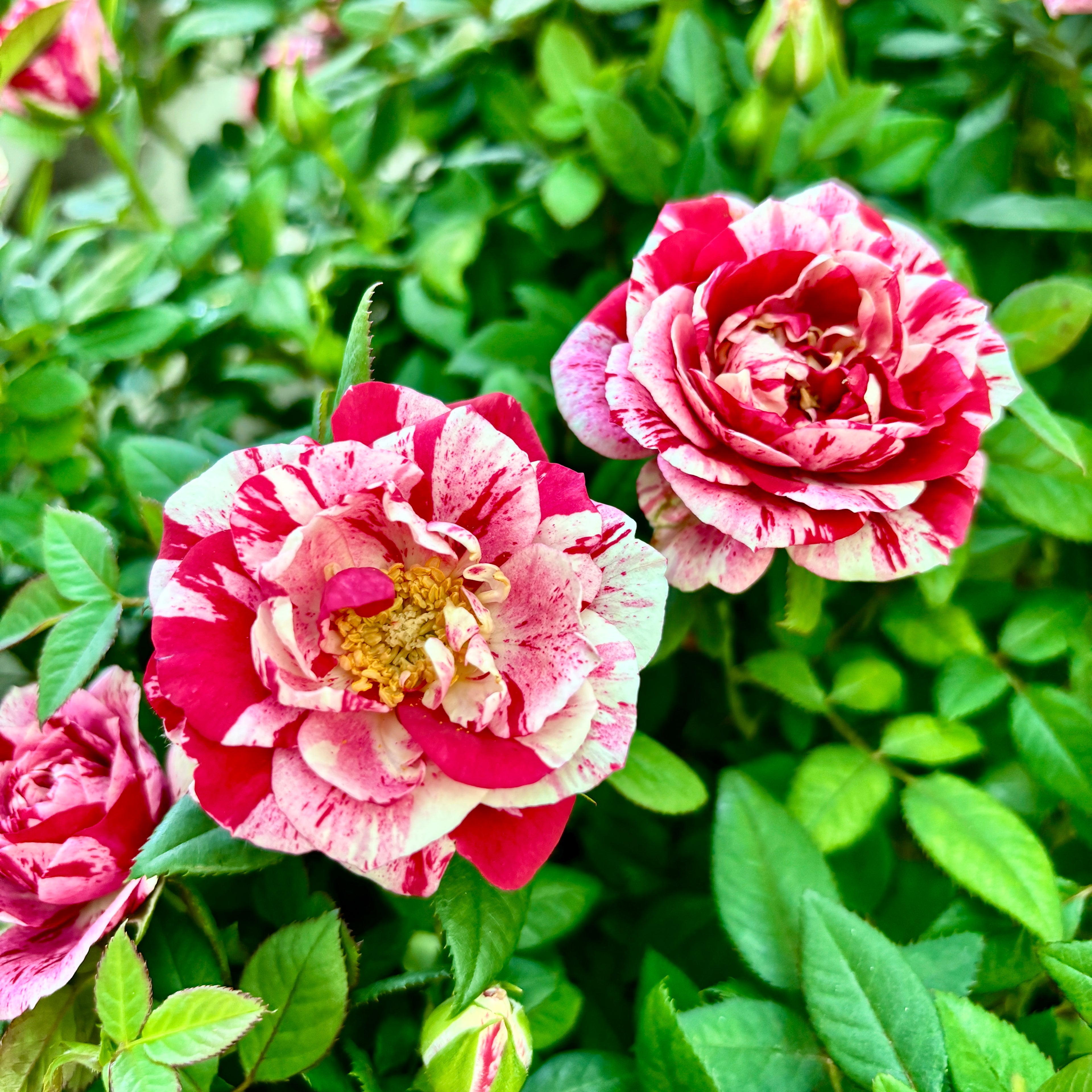 Trandafiri pitici bicolori Rosa ‘Ganna’ - parfumati (3-4 plante/ghiveci)