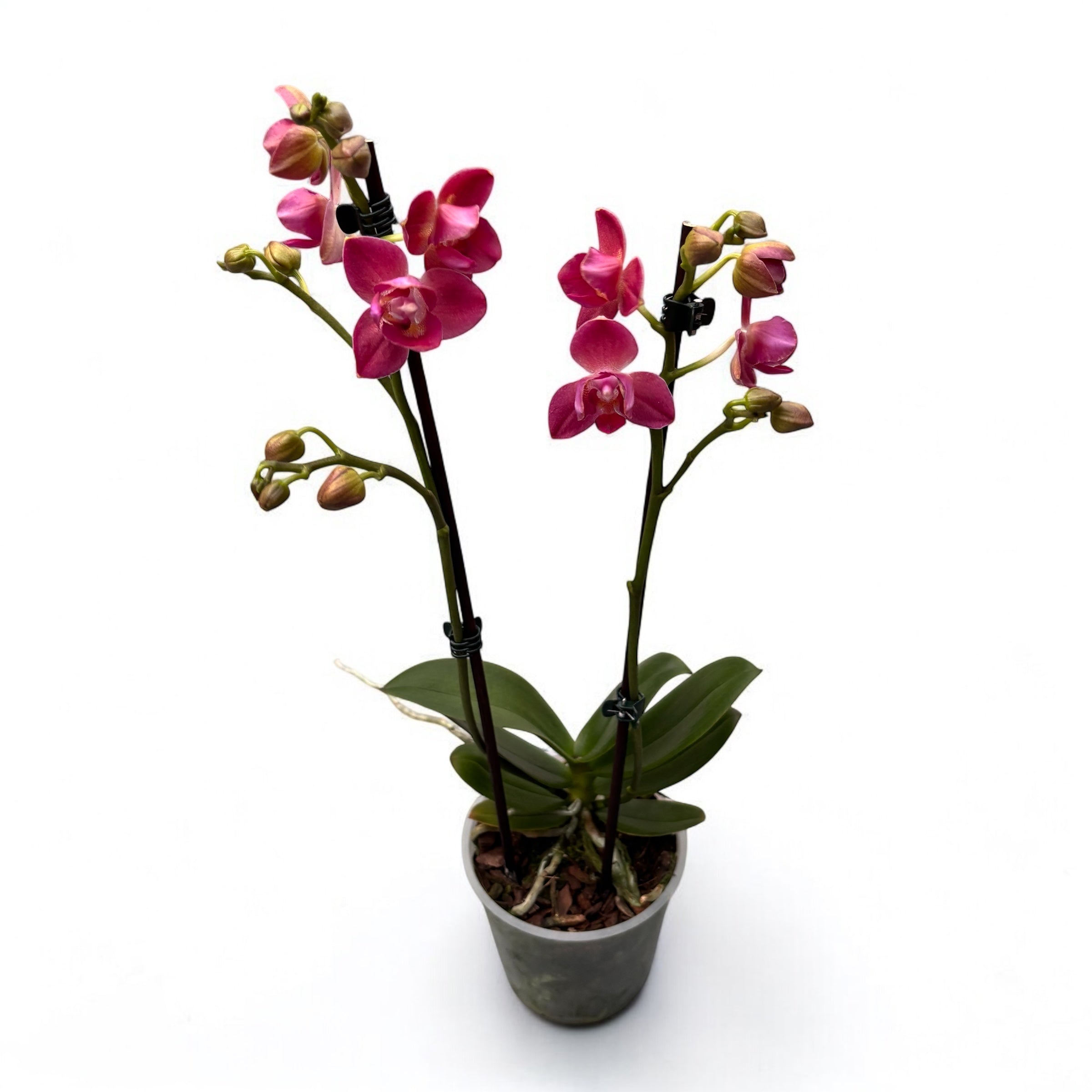 Phalaenopsis Limited 41 - pelorica